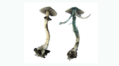 圖片關鍵詞 https://www.mushroommarket.net/file/upload/202004/28/14-05-03-45-283825.png