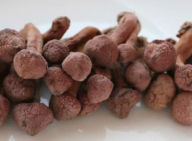 國家蘑菇地理：中國哪里的蘑菇最好吃？