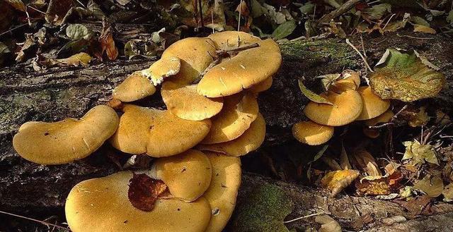 國家蘑菇地理：中國哪里的蘑菇最好吃？