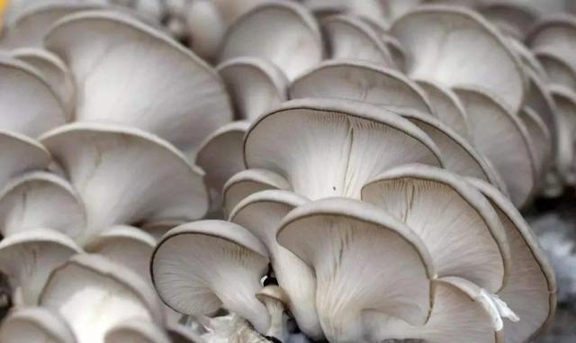 國家蘑菇地理：中國哪里的蘑菇最好吃？